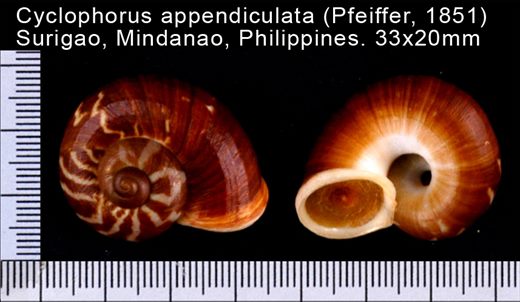 Cyclophorus appendiculata 33x20mm