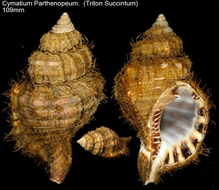 Cymatium Parthenopeum (Triton Succintum) 109mm