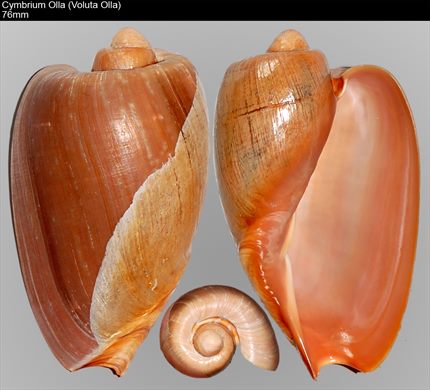 Cymbrium Olla (Voluta Olla) 76mm