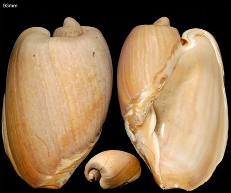Cymbrium Olla (Voluta Olla) 93mm