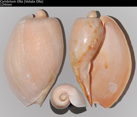 Cymbrium Olla (Voluta Olla) 124mm