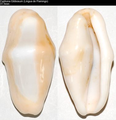 Cyphoma gibbosum (Lingua de flamingo) 31,5mm