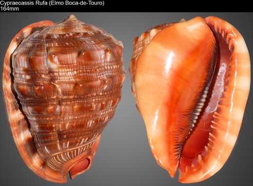 Cypraecassis Rufa (Elmo Boca-de-Touro) 164mm