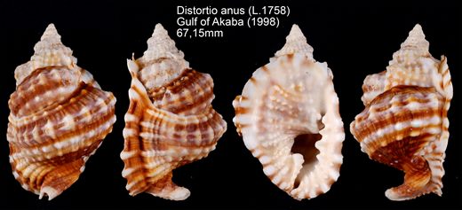 Distortio anus 67,15mm