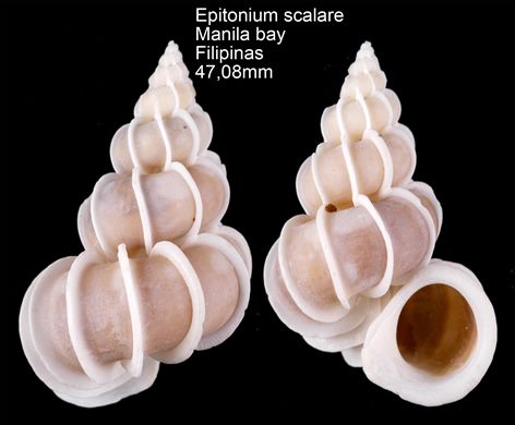 Epitonium Scalare (Escalaria Preciosa) 47,08mm