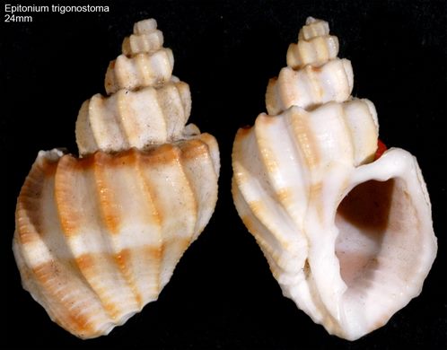 Epitonium trigonostoma 24mm