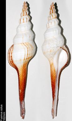 Fusinus Colus 162mm