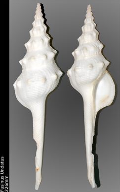 Fusinus Undatus 226mm