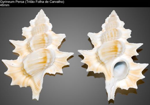 Gyrineum Perca (Tritao Folha de Carvalho) 46mm