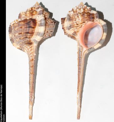 Haustellum Haustellum (Murice Bico de Narceja) 122mm