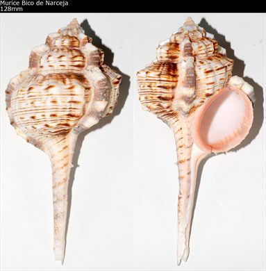 Haustellum Haustellum (Murice Bico de Narceja) 128mm