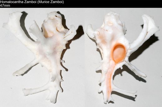 Homalocantha Zamboi (Murice Zamboi) 47mm