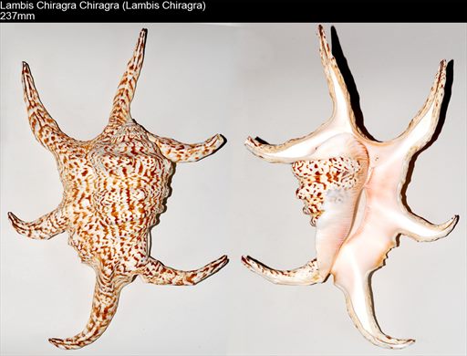 Lambis Chiragra Chiragra (Lambis Chiragra) 237mm