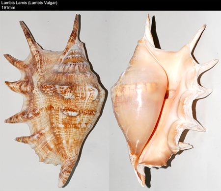 Lambis Lambis (Lambis Vulgar) 191mm