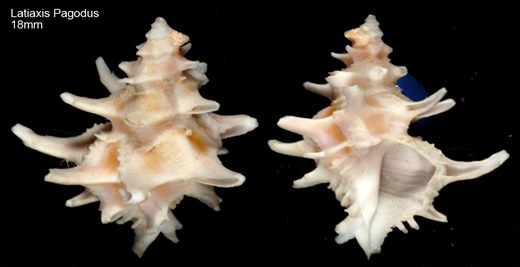 Latiaxis Pagodus 18mm