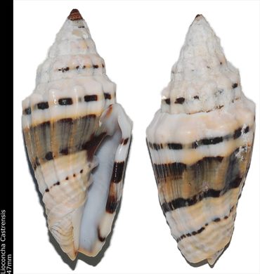 Lioconcha Castrensis 47mm