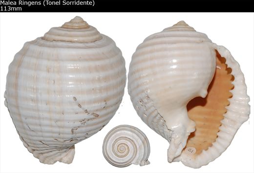 Malea Ringens (Tonel Sorridente) 113mm