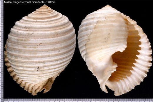 Malea Ringens (Tonel Sorridente) 178mm