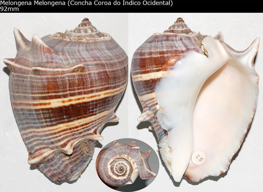 Melongena Melongena (Concha Coroa do Indico Ocidental) 92mm