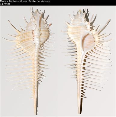 Murex pecten (Murex pente de Venus) 117mm