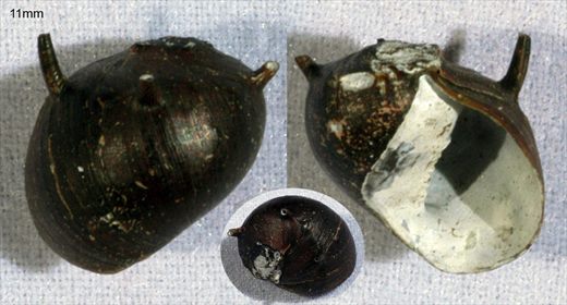Neritina Natalensis 11mm
