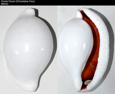Ovula ovum (Porcelana ovo) 89mm