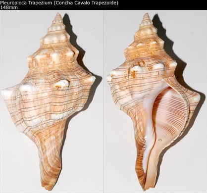 Pleuroploca Trapezium (Concha Cavalo Trapezoide) 148mm