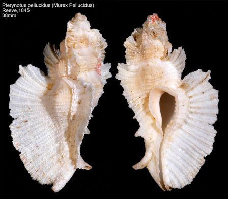 Pterynotus pellucidus (Murex Pellucidus) 38mm