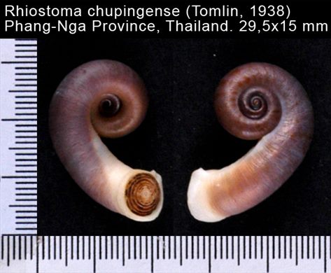 Rhiostoma chupingense 29,5x15mm