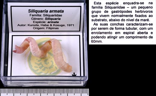 Siliquaria armata