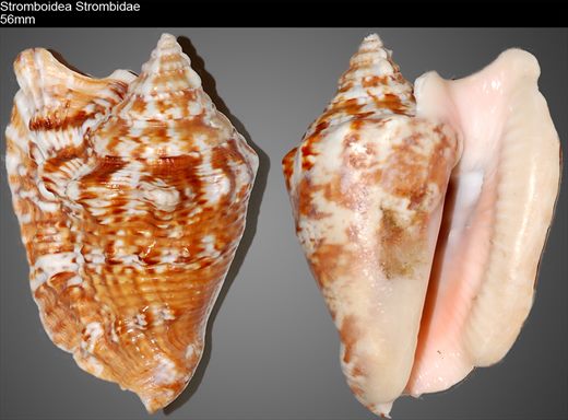 Stromboidea Strombidae 56mm
