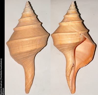 Syrinx Aruanus (Trombeta Australiana) 483mm