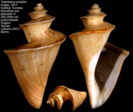 Thatcheria mirabilis 86mm