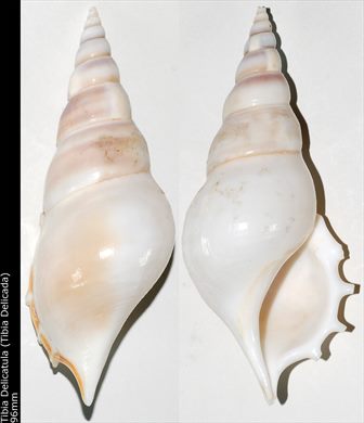 Tibia Delicatula (Tibia Delicada) 96mm