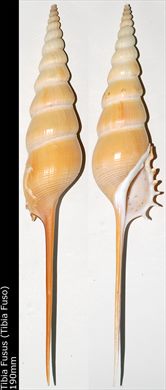 Tibia Fusus (Tibia Fuso) 190mm