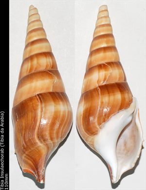 Tibia Insulaechorab (Tibia da Arabia) 110mm