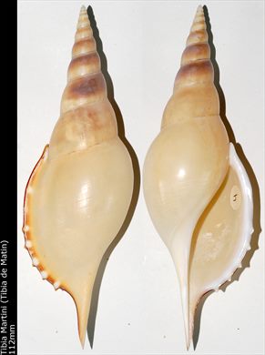 Tibia Martini (Tibia de Matin) 112mm