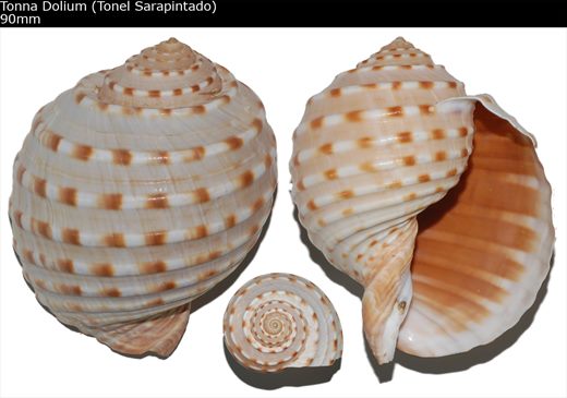Tonna Dolium (Tonel Sarapintado) 90mm