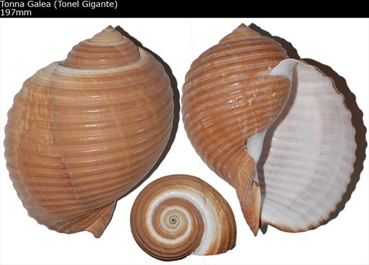Tonna Galea (Tonel Gigante) 197mm