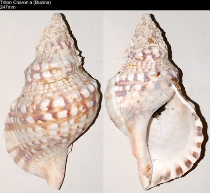 Triton Charonia Nodifera (Buzina) 247mm