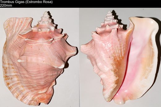 Trombus Gigas (Estrombo Rosa) 220mm