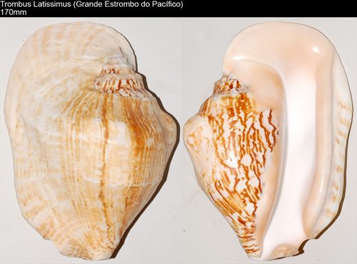 Trombus Latissimus (Grande Estrombo do Pacifico) 170mm