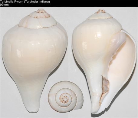 Turbinella Pyrum (Turbinela Indiana) 99mm