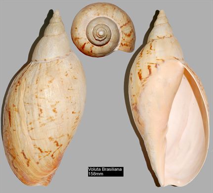Voluta Brasiliana 158mm