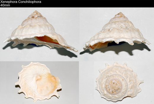 Xenephora Conchiliophora 40mm