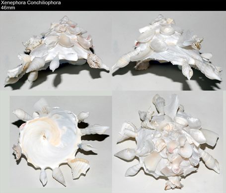 Xenephora Conchiliophora 46mm