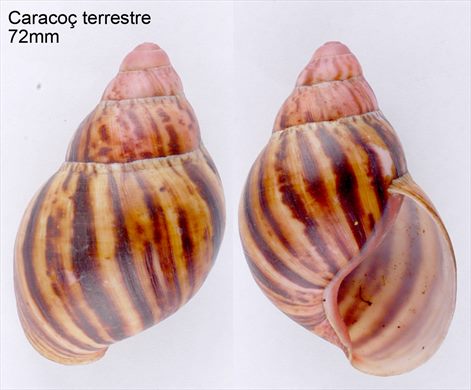 Caracol terrestre 72mm