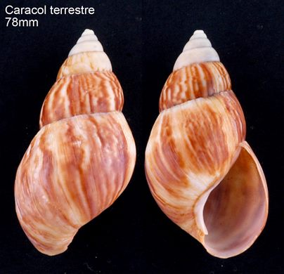 Caracol terrestre 78mm