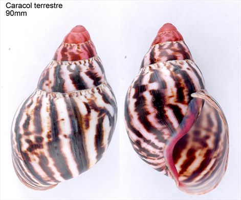 Caracol terrestre 90mm
