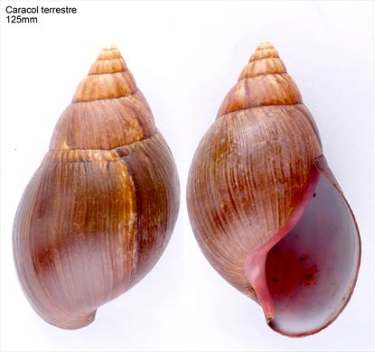 Caracol terrestre 125mm